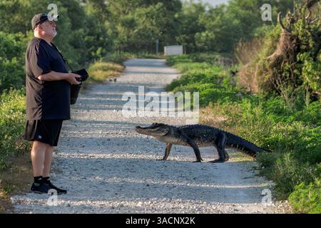 Apopka, Florida, USA. April 2025. Ein Fotograf steht still, als ein Alligator am 4. April 2025 eine kleine Feldstraße am Lake Apopka Wildlife Drive in Apopka, Florida, überquert. (Kreditbild: © Ronen Tivony/ZUMA Press Wire) NUR REDAKTIONELLE VERWENDUNG! Nicht für kommerzielle ZWECKE! Quelle: ZUMA Press, Inc./Alamy Live News Stockfoto