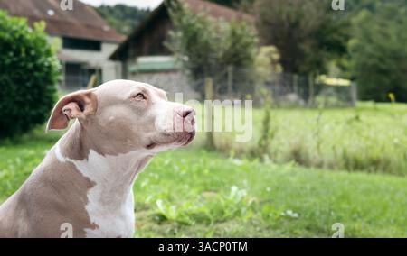 Seniorenhund, der vor unscharfem Grasfeld und Bauernhof blickt. Niedliches Hundehobedienz Training oder Fokussierung. 10 Jahre alte amerikanische Pi Stockfoto