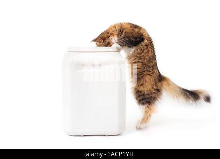 Neugierige Katze, die auf Hinterbeinen steht, während sie in den Container guckt. Süße flauschige Katze, die einen großen Futtereimer mit Trockenfutter untersucht Stockfoto