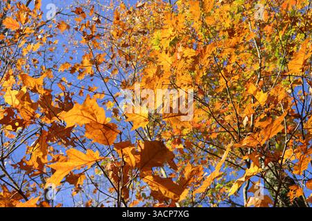 Goldener Fall von seiner schönsten Seite Stockfoto