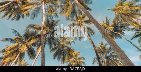 Silhouetten von Palmen vor strahlendem Himmel bei Sonnenuntergang. Tropische Paradieslandschaft mit flachem Blick, friedliche Insellandschaft, exotische Strand-Sonnenuntergang-Küste Stockfoto