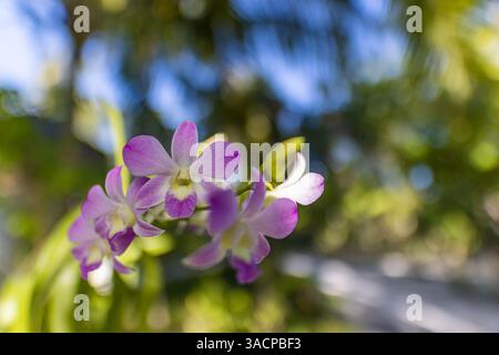 Violette Orchideen im tropischen Garten, leuchtende Blütenblätter, üppiges Laubgrün, ruhige künstlerische Farbigkeit. Wunderschöne Sommerblumen in der Natur Stockfoto