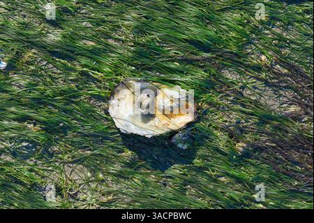 Oyster Shell in Seegras bzw. Zostera noltii, Nordsee, Nationalpark Wattenmeer, Deutschland Stockfoto