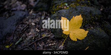 Gelbes Blatt auf Felsen, ruhige Details, leuchtende Farben gegen raue Textur in friedlicher Natur. Waldökologie Tapete, künstlerische Nahaufnahme Stockfoto
