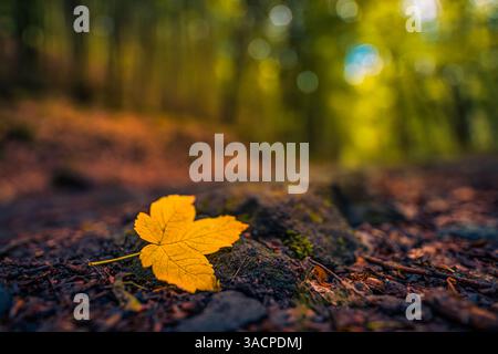 Ruhiges goldenes Herbstblatt auf dunklem Steinwald Grund verschwommenes Bokeh Hintergrund atemberaubende Herbst Natur Nahaufnahme friedliche saisonale Outdoor Landschaft Stockfoto