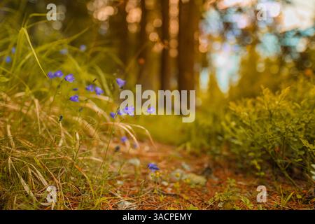 Bunte ruhige Wiese gefüllt kleine zarte blaue Blumen, die sanft im Wind schweben, üppig grüner verschwommener Hintergrund friedliche Natur Nahaufnahme. Inspiration Stockfoto