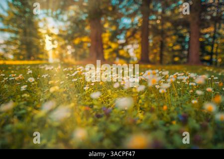 Zarte Gänseblümchen blühen auf friedlichem Feld mit verschwommenem grünen Waldlaub Hintergrund, malerischer ruhiger Schönheit und Gelassenheit unberührter Natur Stockfoto
