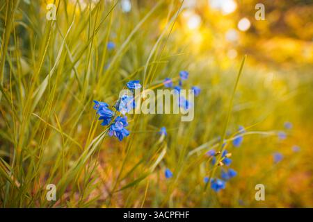 Bunte ruhige Wiese gefüllt kleine zarte blaue Blumen, die sanft im Wind schweben, üppig grüner verschwommener Hintergrund friedliche Natur Nahaufnahme. Inspiration Stockfoto