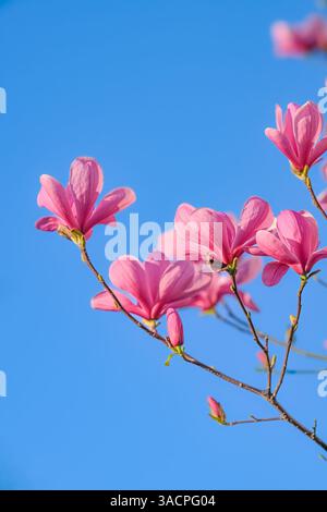 Rosa Blüten, Magnolienblüten, blauer Himmel Stockfoto