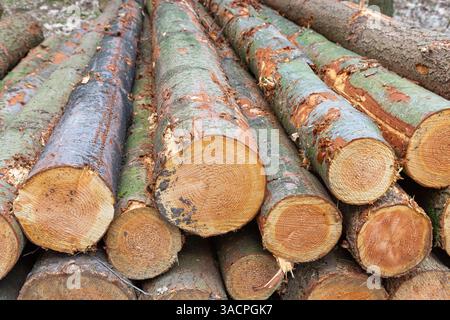 Stapel frisch geschnittener Baumstämme mit Rinde, freiliegenden Ringen und rauer Textur, die im Freien auf einem Stapel angeordnet sind. Stockfoto