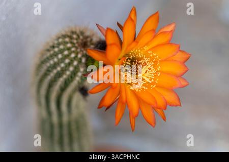 Orangenkaktusblume blüht aus der Nähe Stockfoto