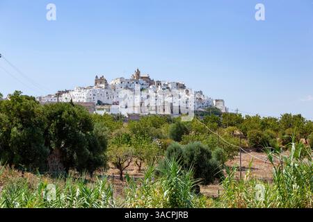 Weiße Häuser auf dem Hügel in Ostuni, auch weiße Stadt genannt, in Apulien, Süditalien, mit Olivenbäumen im Vordergrund Stockfoto