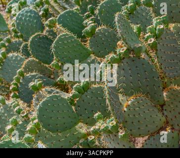 Vollbild-Nahaufnahme von grünen, auffälligen Feigen-Opuntia-Kaktusblättern in sonnigem Ambiente Stockfoto