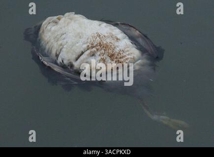 Ein toter Vogel, der mit Öl bedeckt ist, schwimmt in der Nähe von Fort Mason am Donnerstag, den 8. November 2007, nachdem ein Tanker fast 60.000 Liter Öl in die Bucht verschüttet hatte, nachdem er am Mittwoch in San Francisco, Kalifornien, mit der Bay Bridge kollidierte (Ron Lewis/San Mateo County Times). Stockfoto