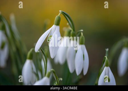 Blühende Schneeglöckchen, Nahaufnahme Stockfoto