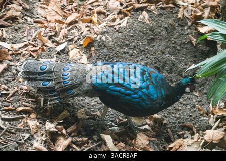 Palawan Fasan (Polyplectron napoleonis) auch Palawan Fasan in einem Zoo Stockfoto