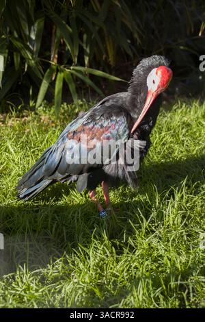 Glatze Ibis (Geronticus calvus) im Zoo Stockfoto