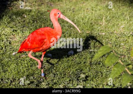 Scarlet ibis (Eudocimus ruber), auch bekannt als Red ibis, Scarlet ibis und Red ibis in einem Zoo Stockfoto