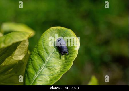 Ein kleiner Hirschkäfer (Dorcus parallelipipedus), auch Zwerghirschkäfer genannt, auf einem grünen Blatt in der Natur Stockfoto