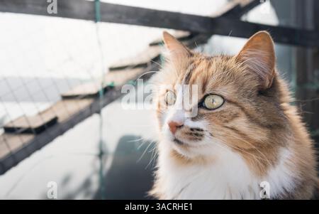 Niedliche Katze, die vor einem unscharfen Drahtgeflecht und einer Leiter sitzt. Konzept für Catio- oder Katzenlauf. Weibliche Calico- oder Torbiekatze, die im Freien gespart wird Stockfoto
