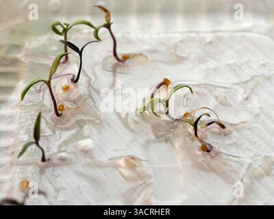 Junge Setzlinge mit leuchtend grünen Blättern und violetten Stämmen, die auf feuchter Oberfläche aus Samen hervorgehen. Stockfoto
