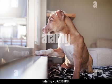Neugieriger Welpe, der aus dem Fenster schaut. Seitenansicht eines niedlichen Hündchens, der am Fenster sitzt und auf die Nachbarschaft blickt oder auf den Besitzer wartet, der zurückkehrt. Stockfoto