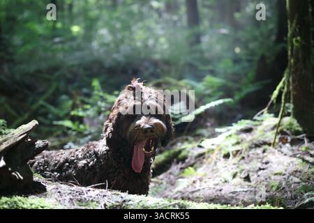 Labradoodle-Hund im Wald mit Blick auf die Kamera mit unscharfem Hintergrund. Süßer flauschiger Welpe mit langer rosa Zunge, die herausragt. Hundewanderung Sommer Ba Stockfoto