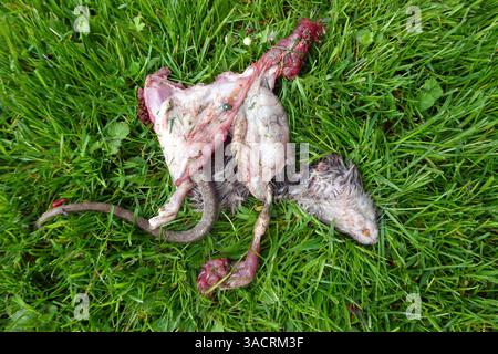 Kadaver einer Norwegerratte (Rattus norvegicus), halb gegessen von einer Krähe Stockfoto