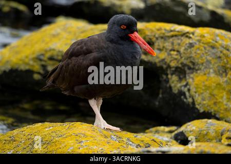 Falklandinseln. Ein schwärzlicher Austernfänger steht auf den mit Flechten bedeckten Felsen. Stockfoto