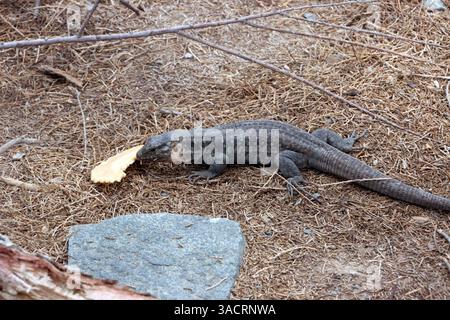 Gran Canaria Riesenechse (Gallotia stehlini), Gran Canaria, Spanien, Maspalomas Stockfoto