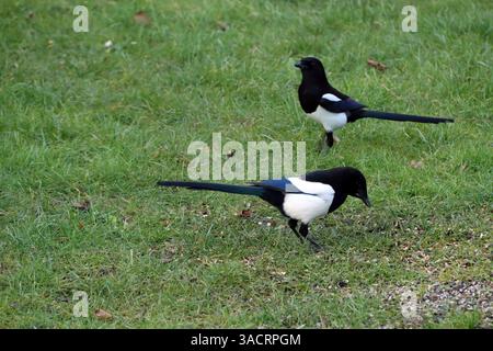 Zwei Elpen (Pica pica) in einem Vogelfutterhäuschen im Garten Stockfoto