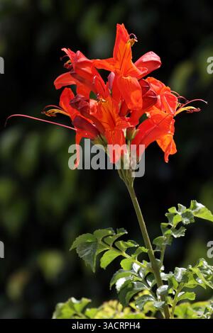 Kap-Geißblatt (Tecomaria capensis), Gran Canaria, Spanien, San Agustin Stockfoto