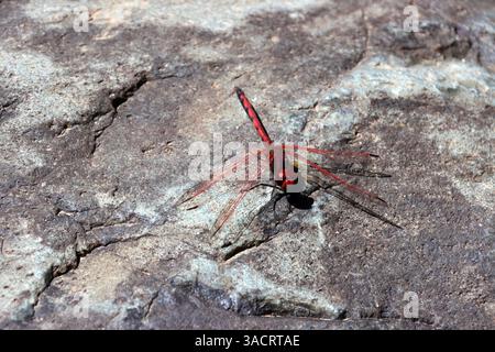 Rotgeäderter Tropf (Trithemis arteriosa) im Barranco del Toro, Gran Canaria, Spanien, San Agustin Stockfoto