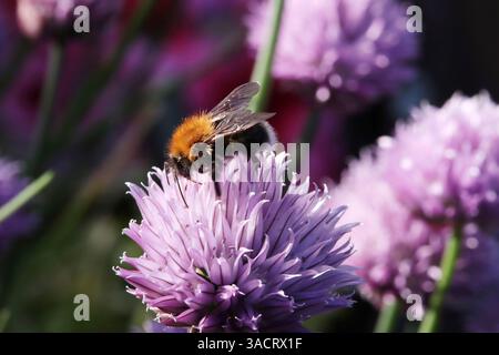 Baumhummel (Bombus hypnorum) am blühenden Schnittlauch (Allium schoenoprasum) im Hochbeet Stockfoto