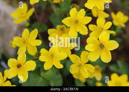 Marsh Ringelblume (Caltha palustris), auch bekannt als Sumpfblume, am Gartenteich Stockfoto