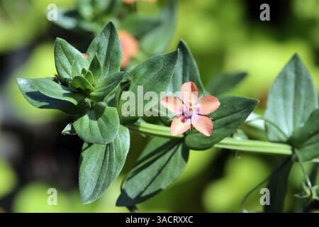 Feldpimpernel (Anagallis arvensis), Roter Pimpernel, blühende Pflanze Stockfoto