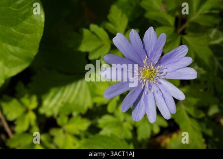Blühende Anemone Blanda (Balkananemone) im Garten Stockfoto