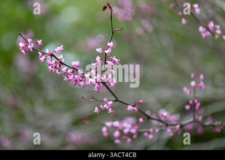 Blühende Cercis canadensis (östliche Rotknospe) Stockfoto
