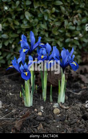 Die blaue Zwergiris (Iris reticulata) im Garten Stockfoto