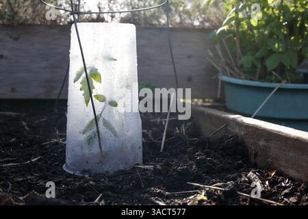 Tomatenpflanzen, die mit Cloche bedeckt sind, um vor Frost, kalten Temperaturen und Regen zu schützen. Kunststoffbehälter, die über jungen Pflanzensämlingen im Gartenbeet platziert werden Stockfoto