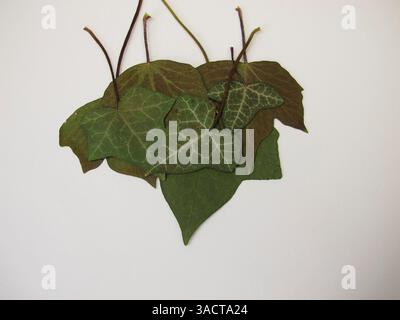 Gepresste und konservierte Efeublätter auf Papier Stockfoto