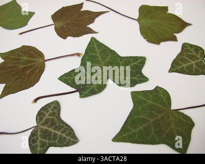Gepresste und konservierte Efeublätter auf Papier Stockfoto
