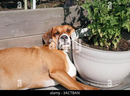 Entspannter Hund, der in der Sonne schläft, mit erhobenem Kopf. Lustiger Welpenhund, der in einer Ecke auf der Terrasse oder im Garten gequetscht wurde und die Sonne genießt. Haustiere im Sommer hitzebeständig Stockfoto