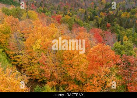 USA, Minnesota, Superior National Forest. Herbstfarben im Wald. ©Don Grall / Jaynes Gallery / DanitaDelimont.com Stockfoto