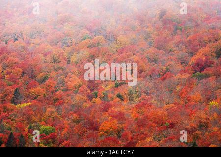USA, Minnesota, Superior National Forest. Herbstfarben und Nebel. ©Don Grall / Jaynes Gallery / DanitaDelimont.com Stockfoto