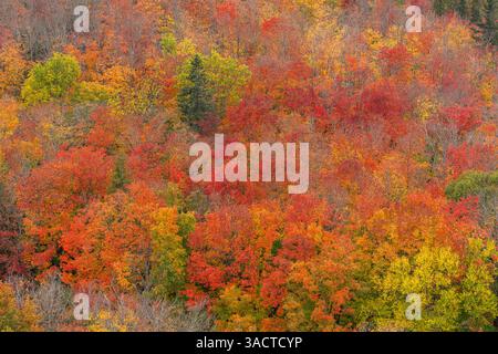USA, Minnesota, Superior National Forest. Herbstfarben im Wald. ©Don Grall / Jaynes Gallery / DanitaDelimont.com Stockfoto