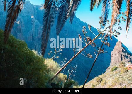 Agavenblüten und Palmblätter auf Teneriffa, Kanarischen Inseln, Spanien Stockfoto