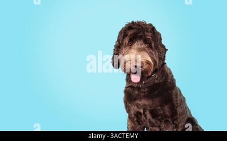 Isolierter brauner Hund, der mit rosa Zunge in die Kamera schaut. Niedlicher flauschiger brauner Labradoodle Hund entspannte oder wartende Körpersprache. 1 Jahre alt, weiblich, Austra Stockfoto