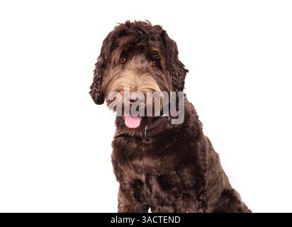 Isolierter brauner Hund, der mit rosa Zunge in die Kamera schaut. Niedlicher flauschiger brauner Labradoodle Hund entspannte oder wartende Körpersprache. 1 Jahre alt, weiblich, Austra Stockfoto
