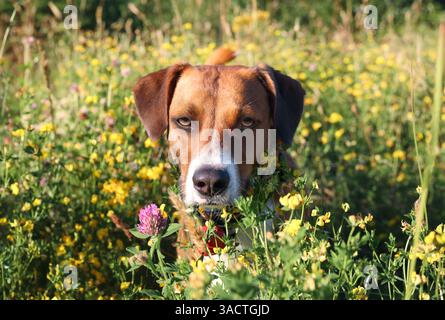 Niedlicher Hund im hohen Gras, der in die Kamera schaut. Kopfaufnahme eines Welpen auf einer üppigen Wiese mit Blumen, bei einem Spaziergang durch die Natur. Sommer Hund Hintergrund. Weiblich Stockfoto